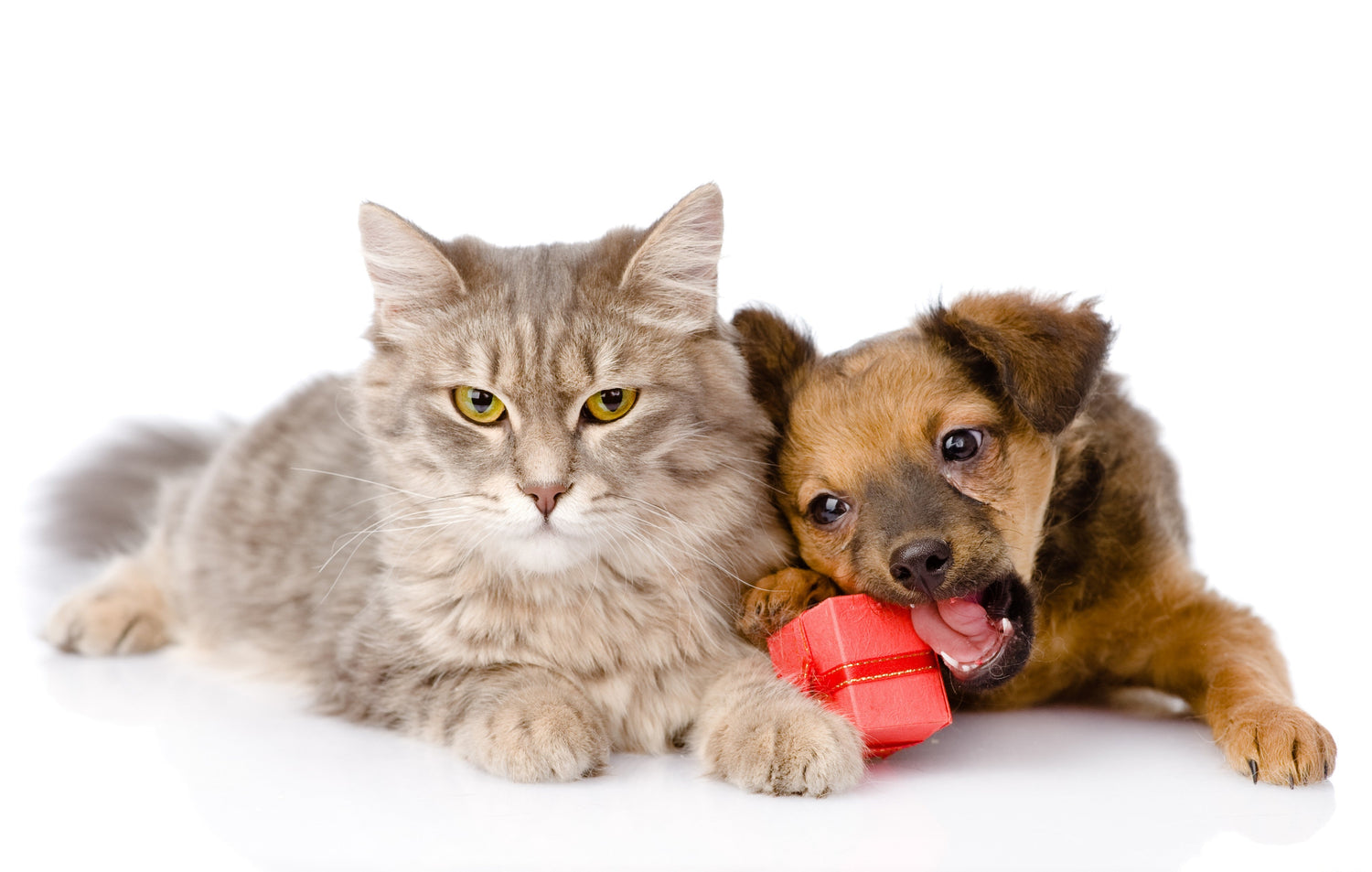 Pet Toys